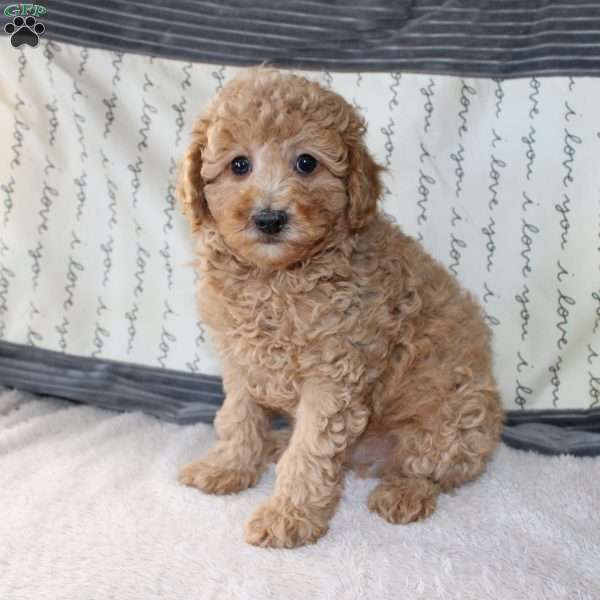 Cody, Miniature Poodle Puppy
