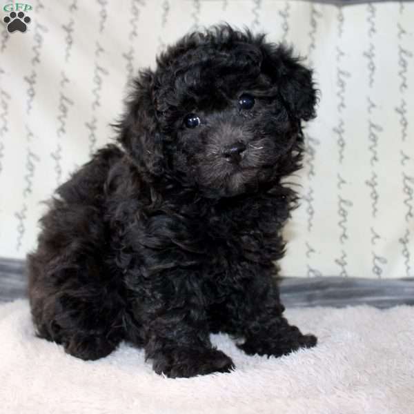 Carly, Miniature Poodle Puppy