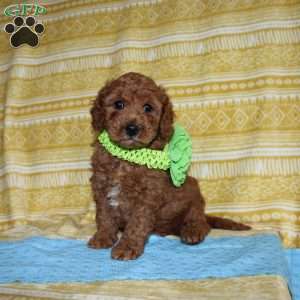 Burt, Mini Goldendoodle Puppy