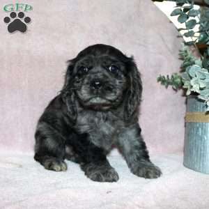 Lavendar, Cocker Spaniel Puppy
