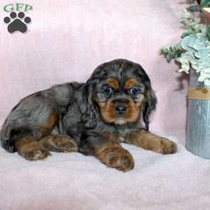 Lolly, Cocker Spaniel Puppy