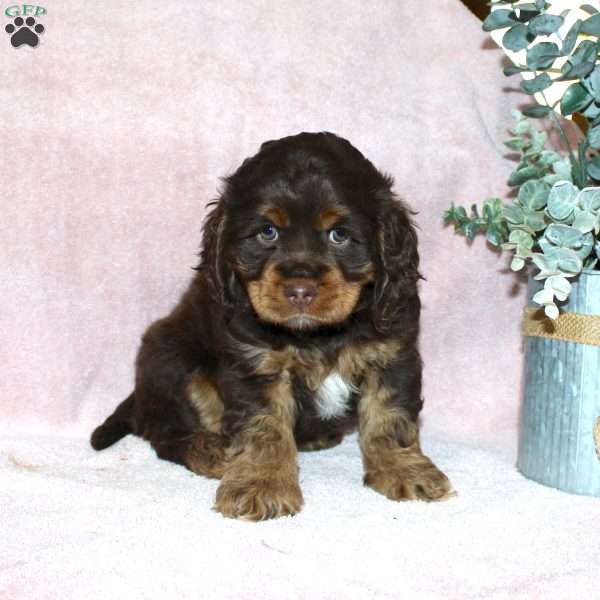 Lilac, Cocker Spaniel Puppy