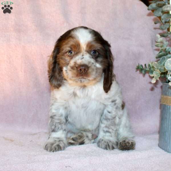 Larry, Cocker Spaniel Puppy