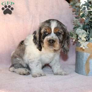 Louis, Cocker Spaniel Puppy