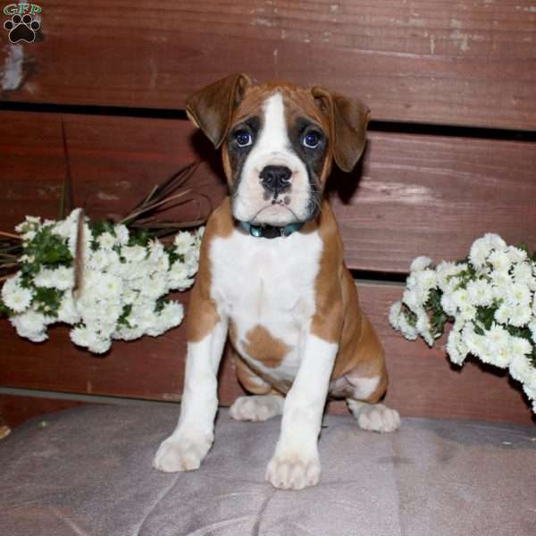 Billy, Boxer Puppy