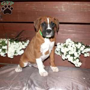 Baxter, Boxer Puppy