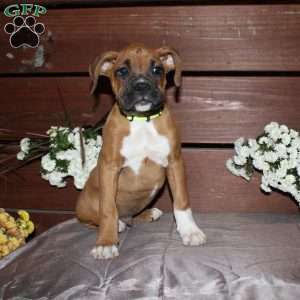 Boone, Boxer Puppy