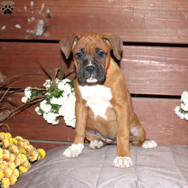 Betty, Boxer Puppy