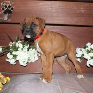 Bell, Boxer Puppy
