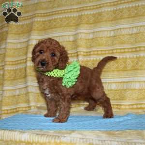 Burt, Mini Goldendoodle Puppy