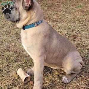 Cream, Cane Corso Puppy