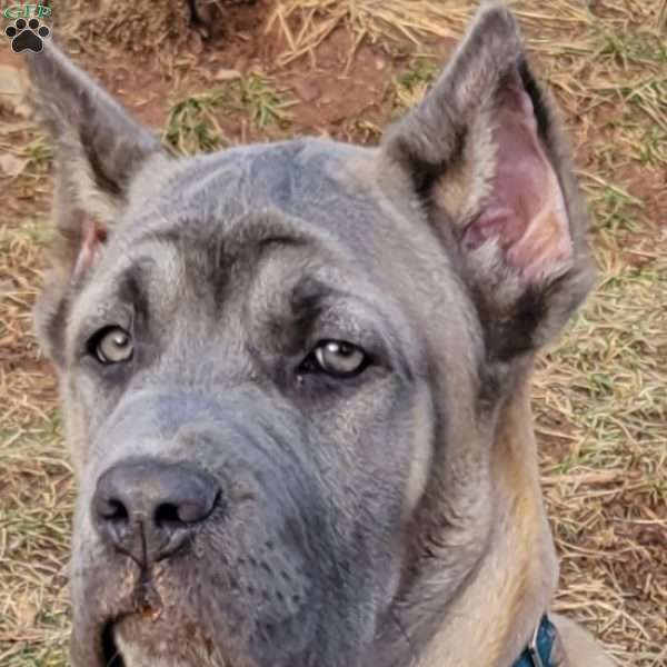 Cream, Cane Corso Puppy