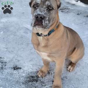 Cream, Cane Corso Puppy