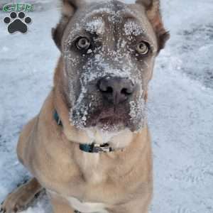 Cream, Cane Corso Puppy