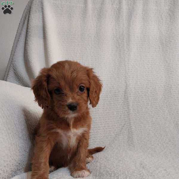 Roxy, Cavapoo Puppy