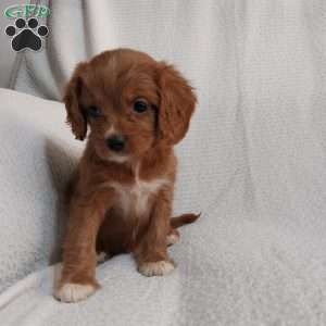 Roxy, Cavapoo Puppy