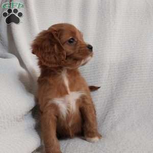 Roxy, Cavapoo Puppy