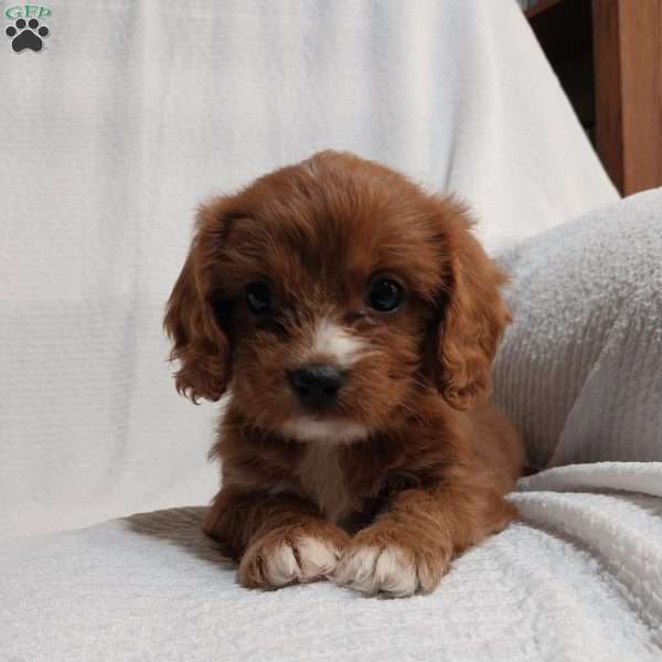 Rita, Cavapoo Puppy