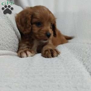 Ruger, Cavapoo Puppy