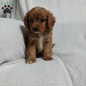 Ruger, Cavapoo Puppy