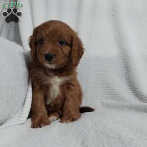 Ronnie, Cavapoo Puppy