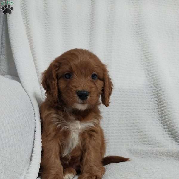 Ronnie, Cavapoo Puppy