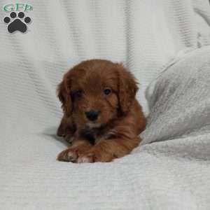 Ronnie, Cavapoo Puppy