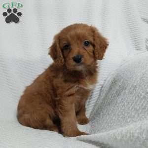 Ralph, Cavapoo Puppy