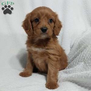 Ralph, Cavapoo Puppy