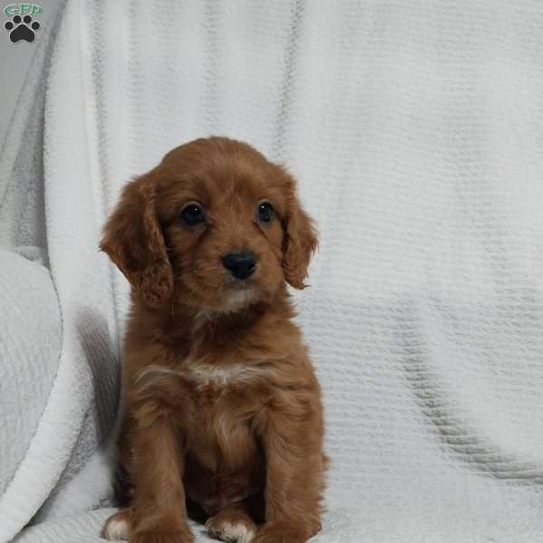 Ralph, Cavapoo Puppy