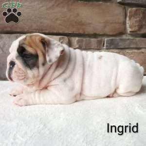 Ingrid, English Bulldog Puppy
