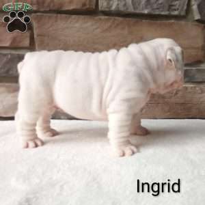 Ingrid, English Bulldog Puppy