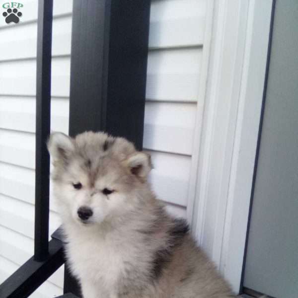 Samantha, Pomsky Puppy