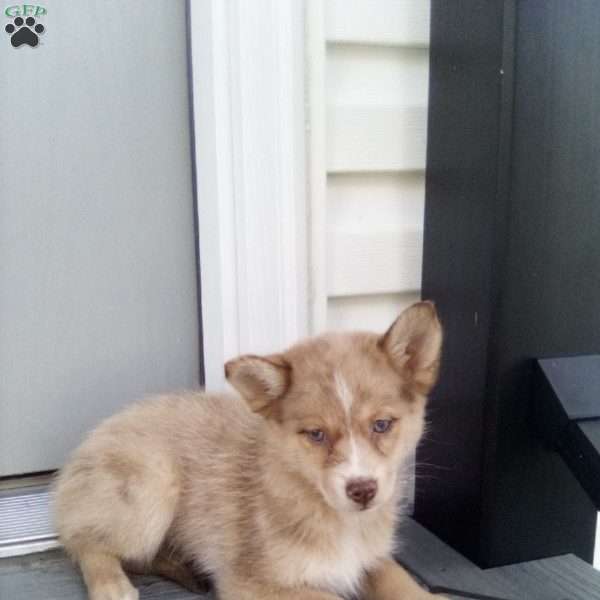 Carla, Pomsky Puppy