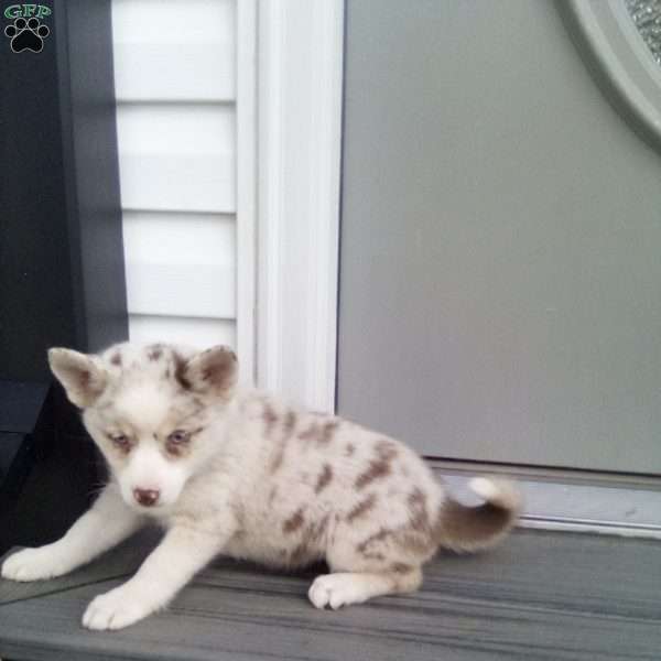 Connie, Pomsky Puppy
