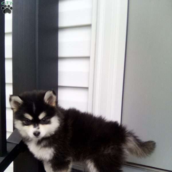 Shelly, Pomsky Puppy
