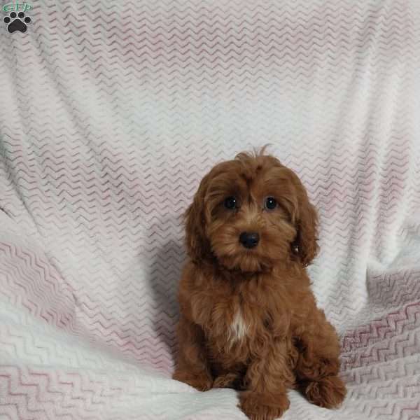 Natasha, Cavapoo Puppy