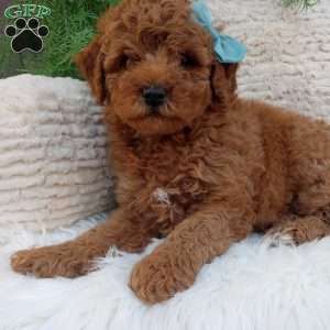 Jasper, Mini Goldendoodle Puppy