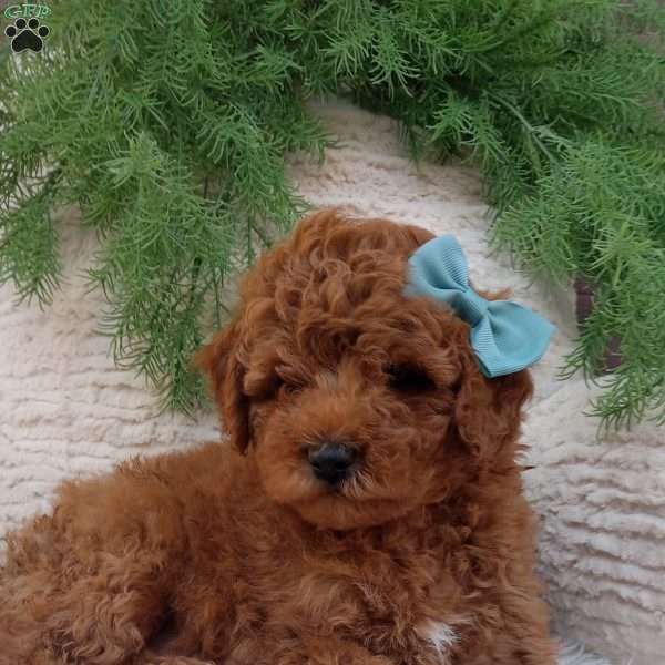 Jasper, Mini Goldendoodle Puppy