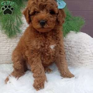 Jasper, Mini Goldendoodle Puppy
