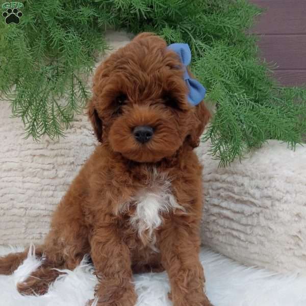 Jax, Mini Goldendoodle Puppy