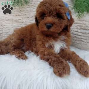 Jax, Mini Goldendoodle Puppy