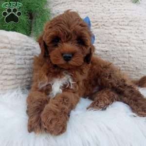 Jax, Mini Goldendoodle Puppy
