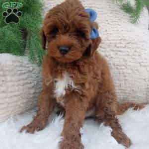 Jax, Mini Goldendoodle Puppy