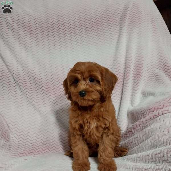 Nora, Cavapoo Puppy