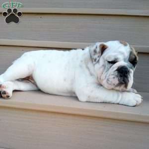 Ingrid, English Bulldog Puppy