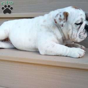 Ingrid, English Bulldog Puppy