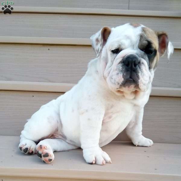 Ingrid, English Bulldog Puppy