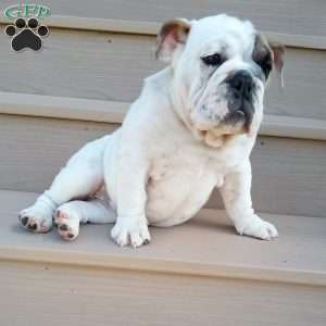 Ingrid, English Bulldog Puppy