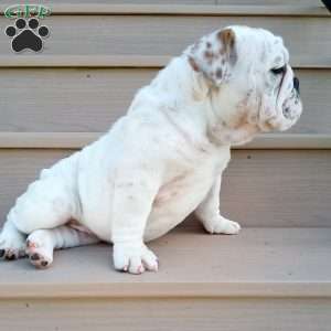 Ingrid, English Bulldog Puppy